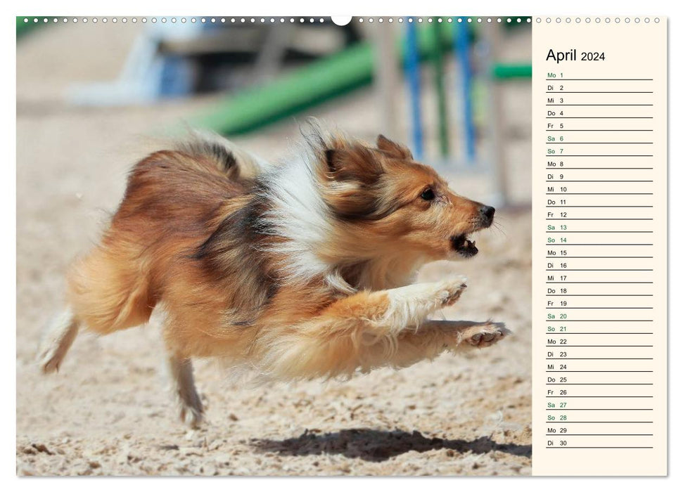 DOG SPORTS - Agility and Dog Frisbee (CALVENDO wall calendar 2024) 