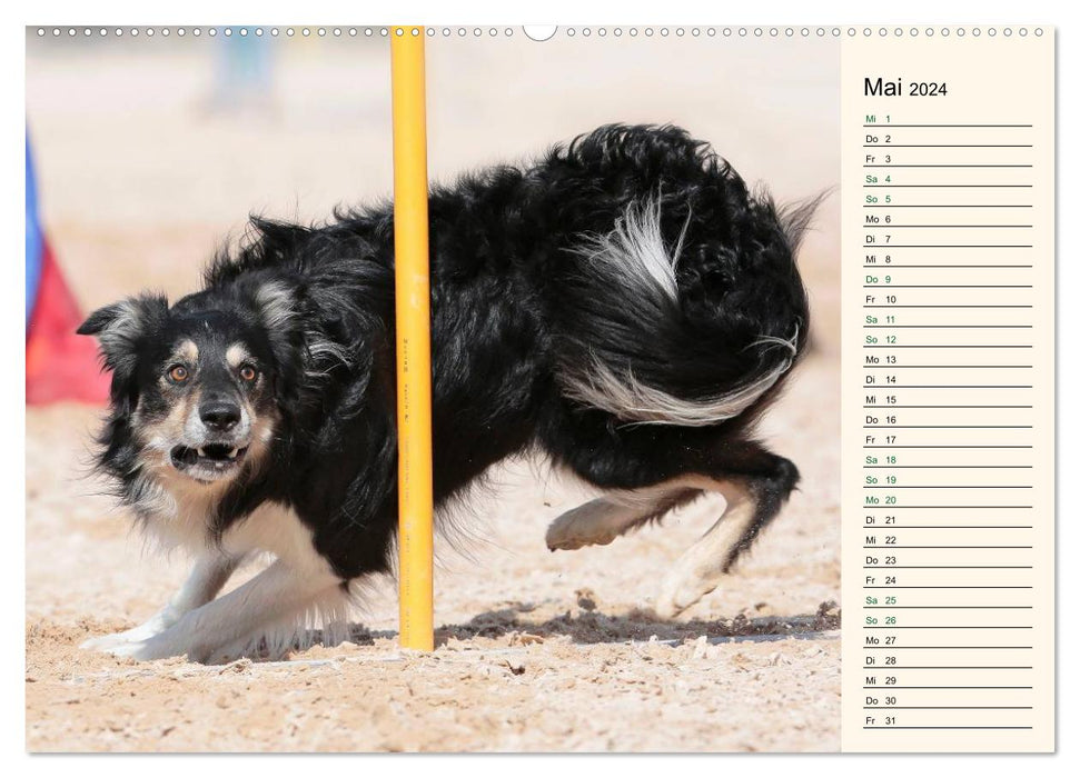 SPORTS CHIENS - Agilité et Frisbee pour chiens (Calendrier mural CALVENDO 2024) 