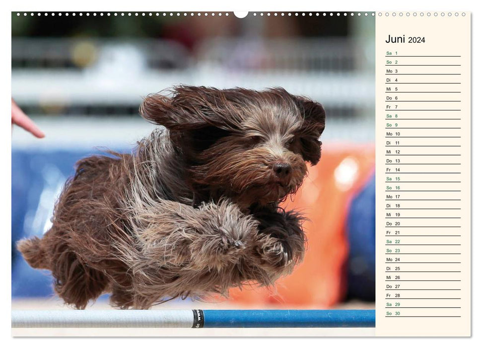 SPORTS CHIENS - Agilité et Frisbee pour chiens (Calendrier mural CALVENDO 2024) 