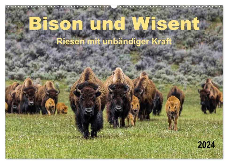 Bison und Wisent - Riesen mit unbändiger Kraft (CALVENDO Wandkalender 2024)