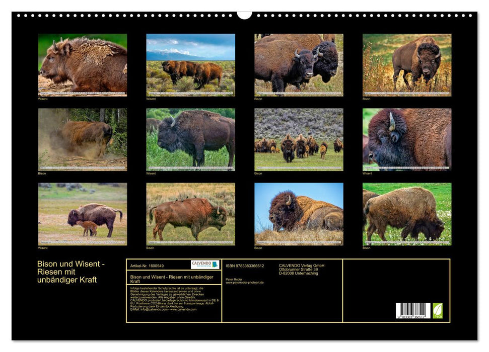 Bison et bison - des géants au pouvoir débridé (calendrier mural CALVENDO 2024) 