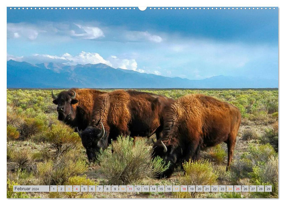 Bison und Wisent - Riesen mit unbändiger Kraft (CALVENDO Wandkalender 2024)