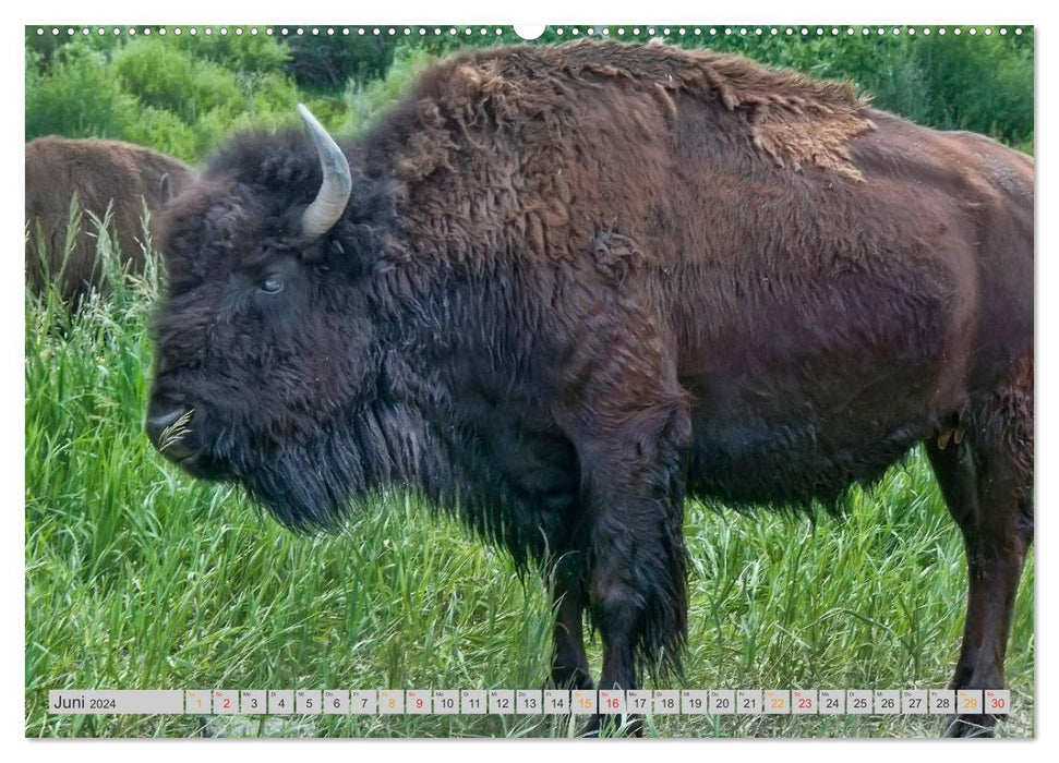 Bison et bison - des géants au pouvoir débridé (calendrier mural CALVENDO 2024) 
