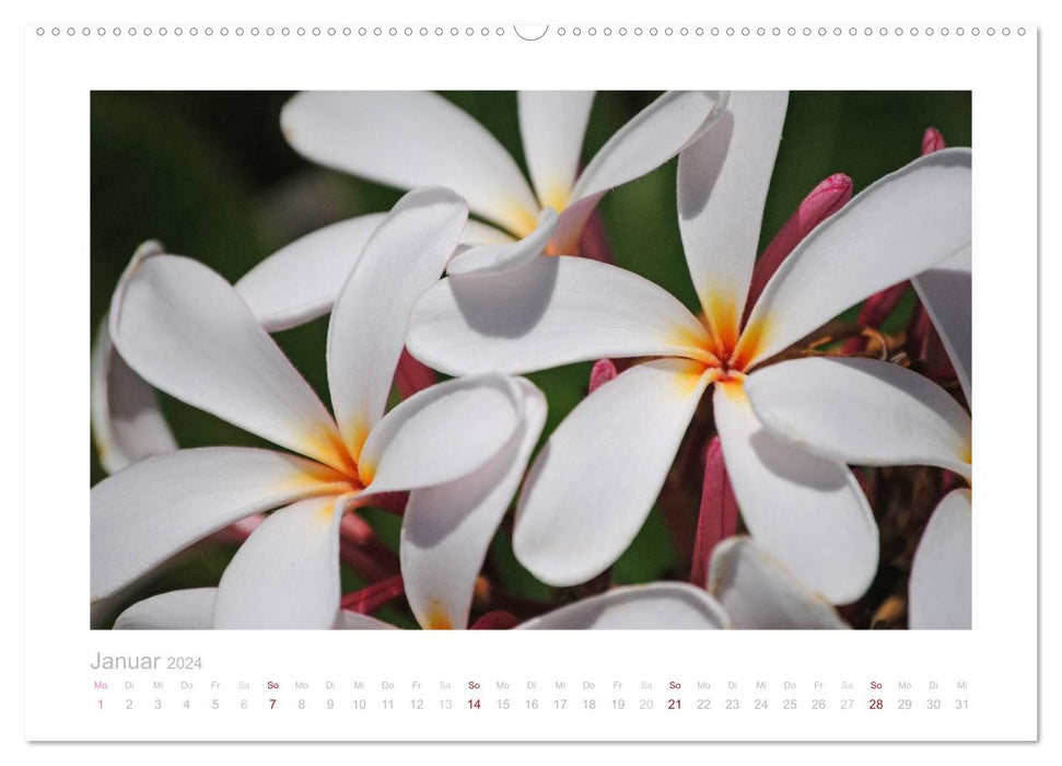 Aloha Blütenzauber aus Hawaii (CALVENDO Premium Wandkalender 2024)