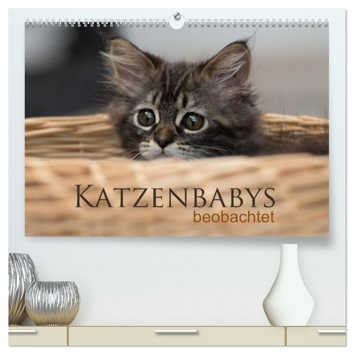 Kittens observed (CALVENDO Premium Wall Calendar 2024) 