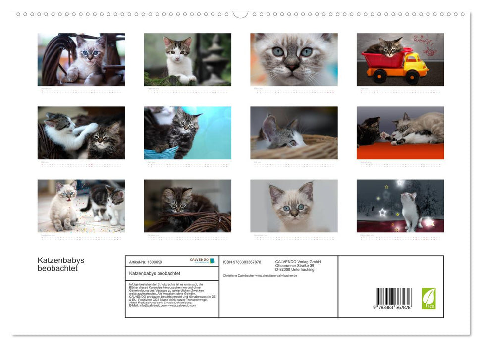 Katzenbabys beobachtet (CALVENDO Premium Wandkalender 2024)