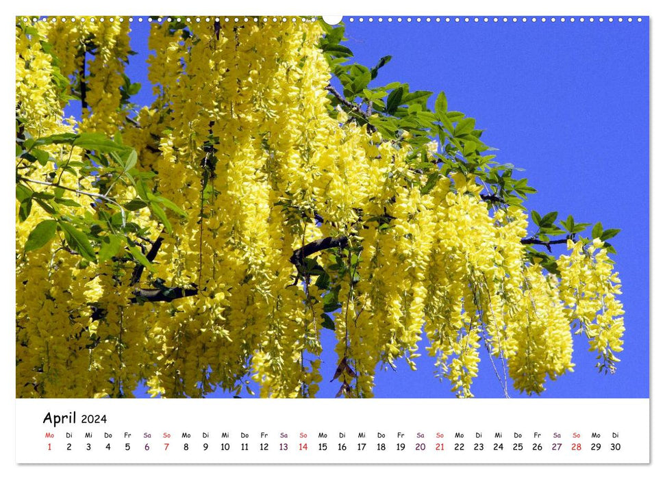 Blütezeit der Bäume und Sträucher (CALVENDO Premium Wandkalender 2024)