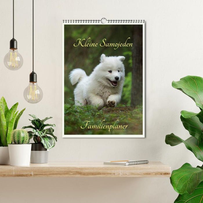 Little Samoyeds (CALVENDO wall calendar 2024) 