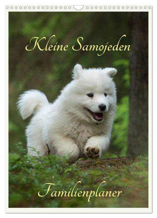 Little Samoyeds (CALVENDO wall calendar 2024) 