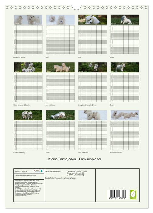 Little Samoyeds (CALVENDO wall calendar 2024) 