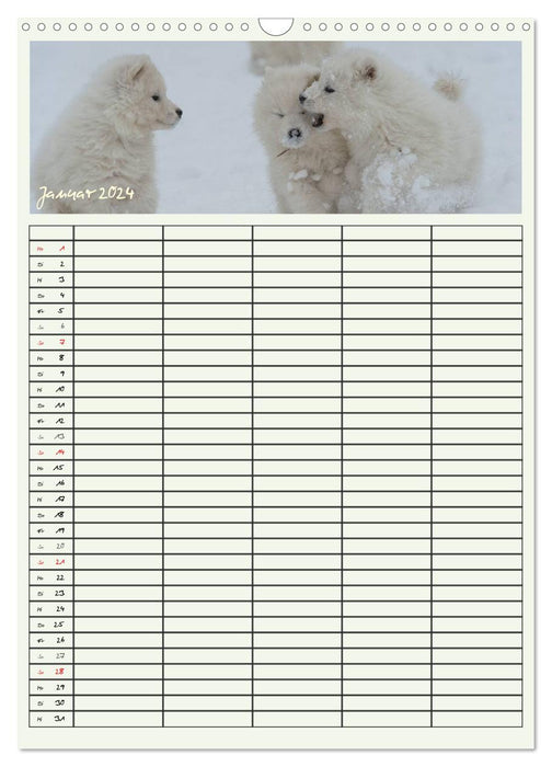 Little Samoyeds (CALVENDO wall calendar 2024) 