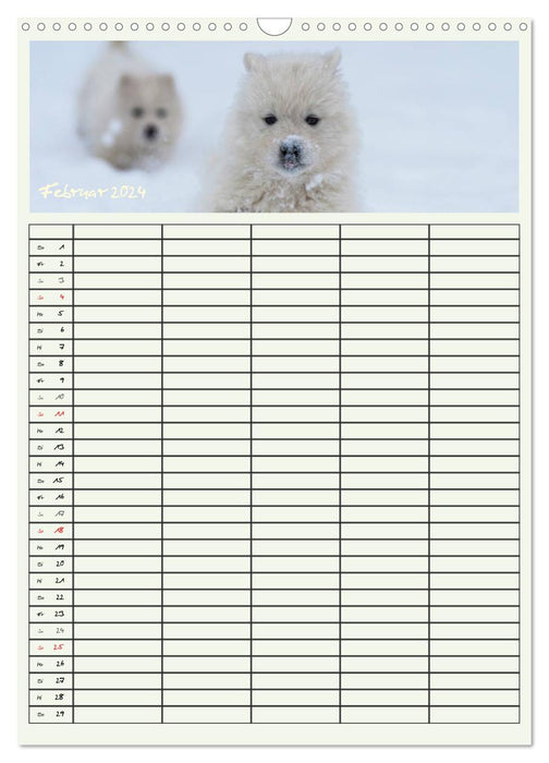 Little Samoyeds (CALVENDO wall calendar 2024) 