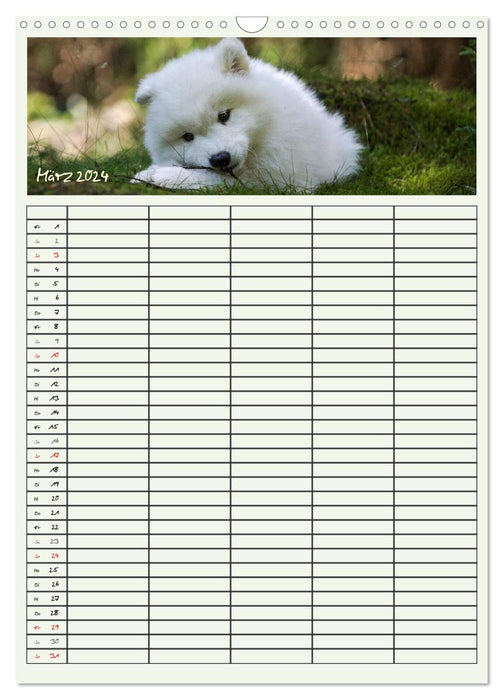 Little Samoyeds (CALVENDO wall calendar 2024) 