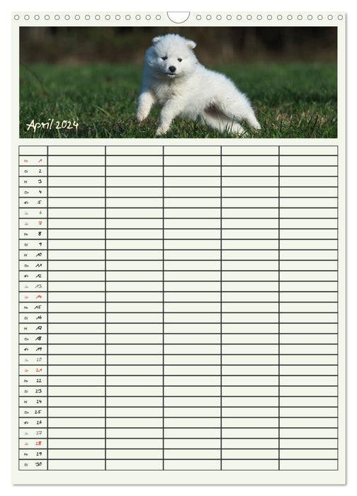 Kleine Samojeden (CALVENDO Wandkalender 2024)