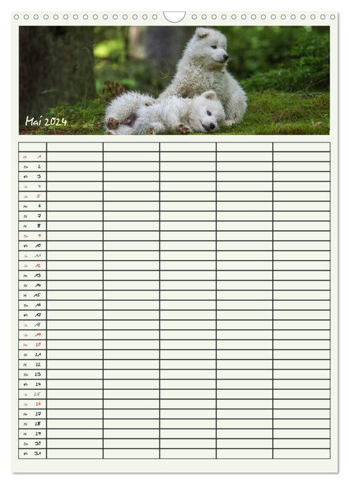 Kleine Samojeden (CALVENDO Wandkalender 2024)