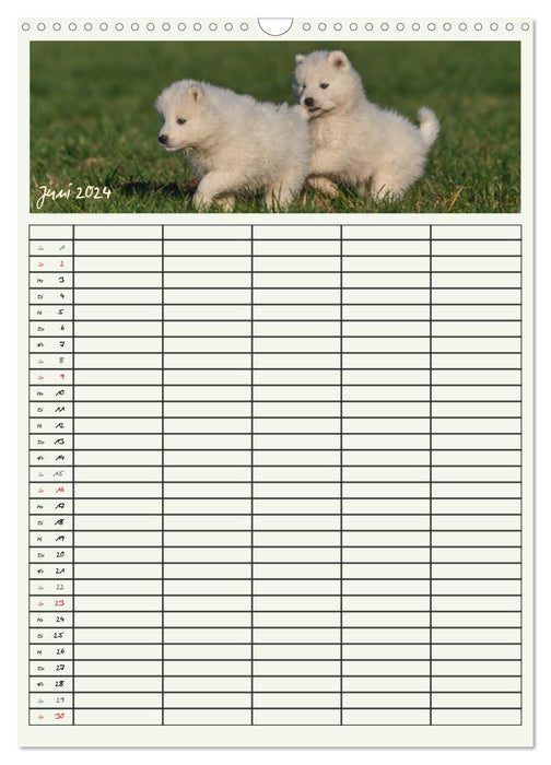 Little Samoyeds (CALVENDO wall calendar 2024) 