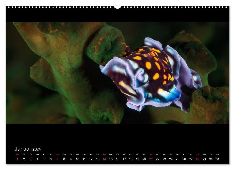 Wunderliche Welt Unterwasser (CALVENDO Premium Wandkalender 2024)