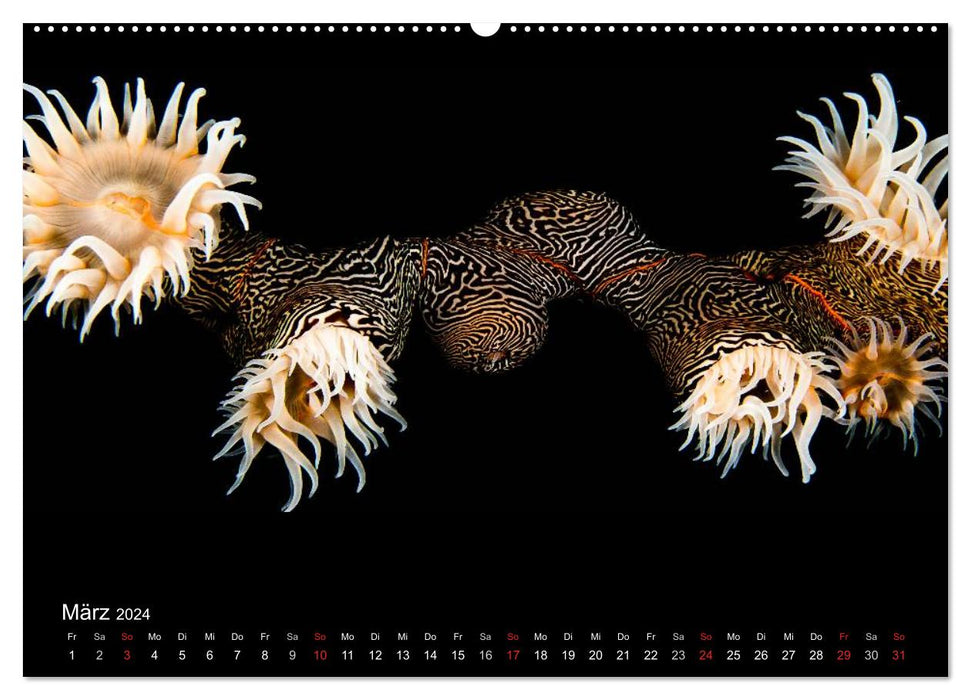 Wonderful Underwater World (CALVENDO Premium Wall Calendar 2024) 