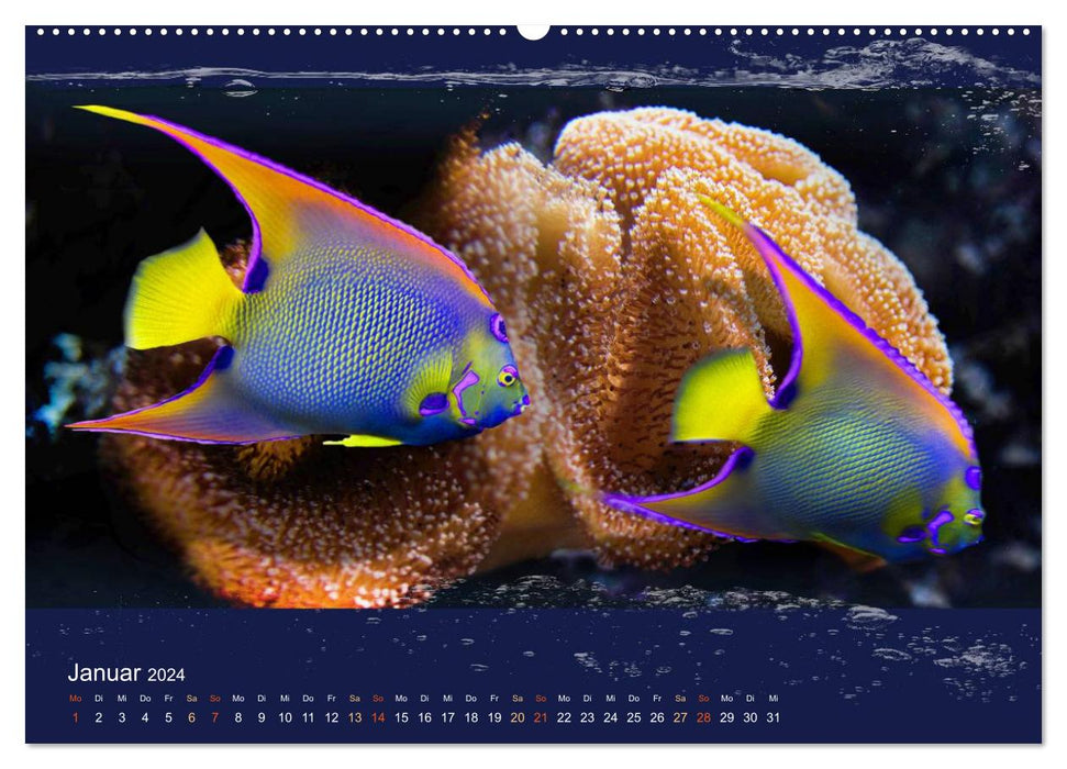 Korallenfische im Lichtschimmer des Meeres (CALVENDO Wandkalender 2024)
