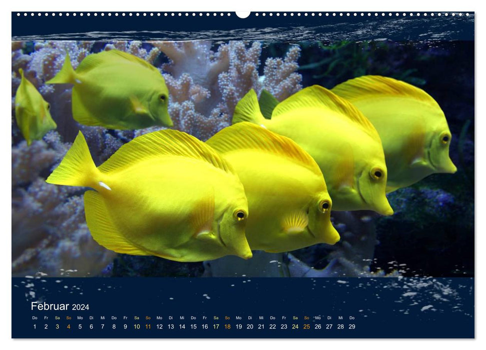 Poissons de corail dans le miroitement de la lumière de la mer (calendrier mural CALVENDO 2024) 