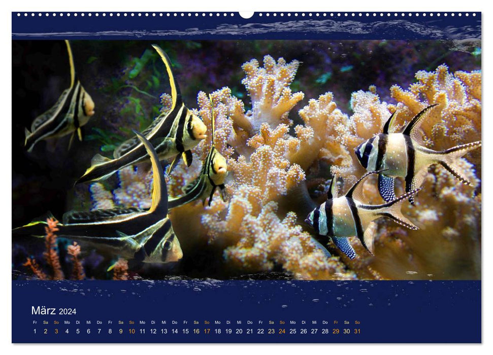 Poissons de corail dans le miroitement de la lumière de la mer (calendrier mural CALVENDO 2024) 