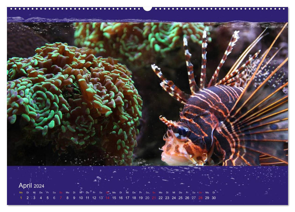 Coral fish in the shimmer of sea light (CALVENDO wall calendar 2024) 