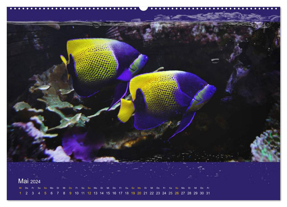 Poissons de corail dans le miroitement de la lumière de la mer (calendrier mural CALVENDO 2024) 