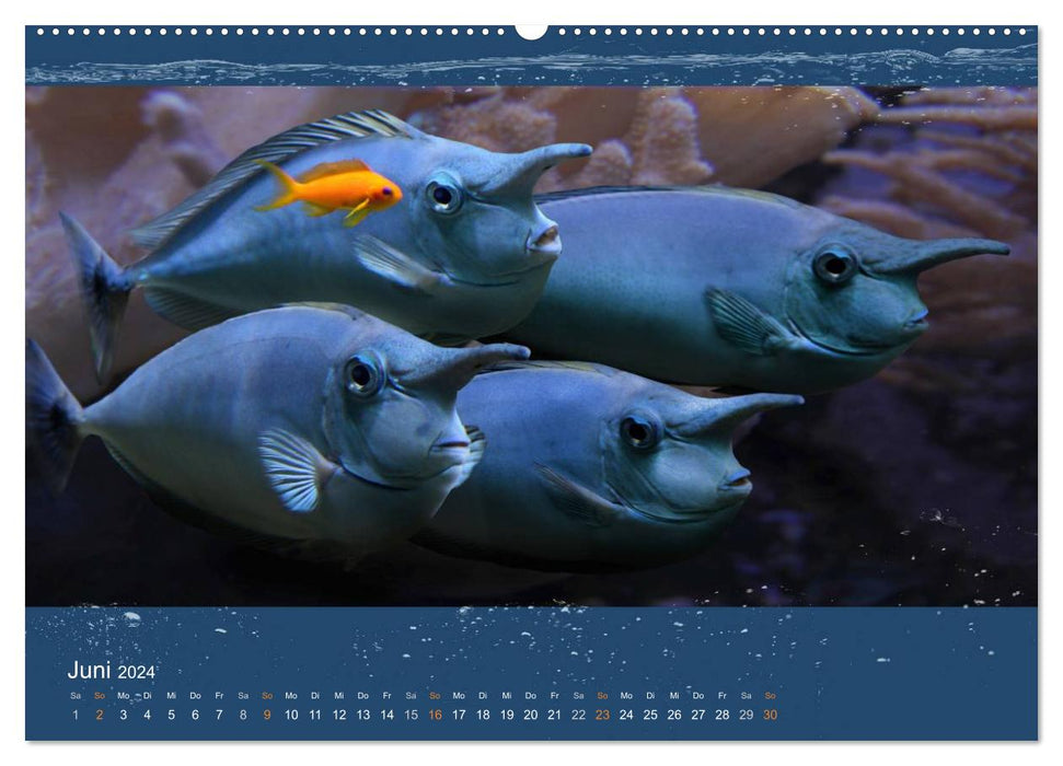 Poissons de corail dans le miroitement de la lumière de la mer (calendrier mural CALVENDO 2024) 