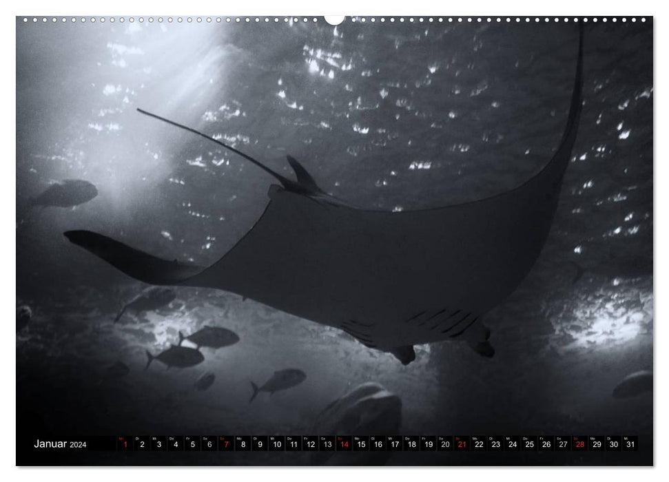 Sea creatures pictures in black and white (CALVENDO Premium Wall Calendar 2024) 