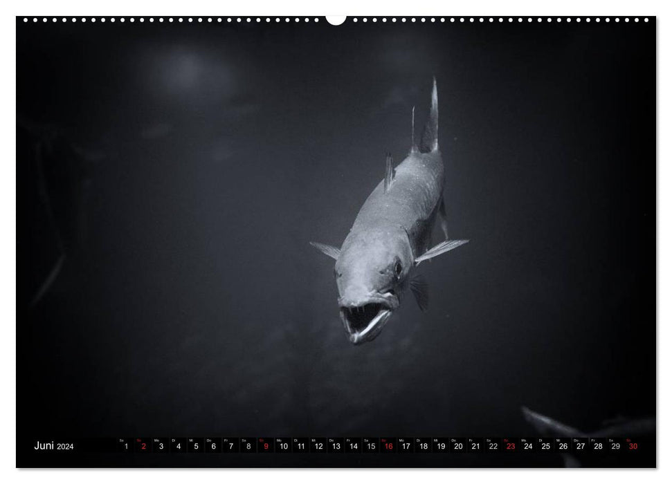 Sea creatures pictures in black and white (CALVENDO Premium Wall Calendar 2024) 