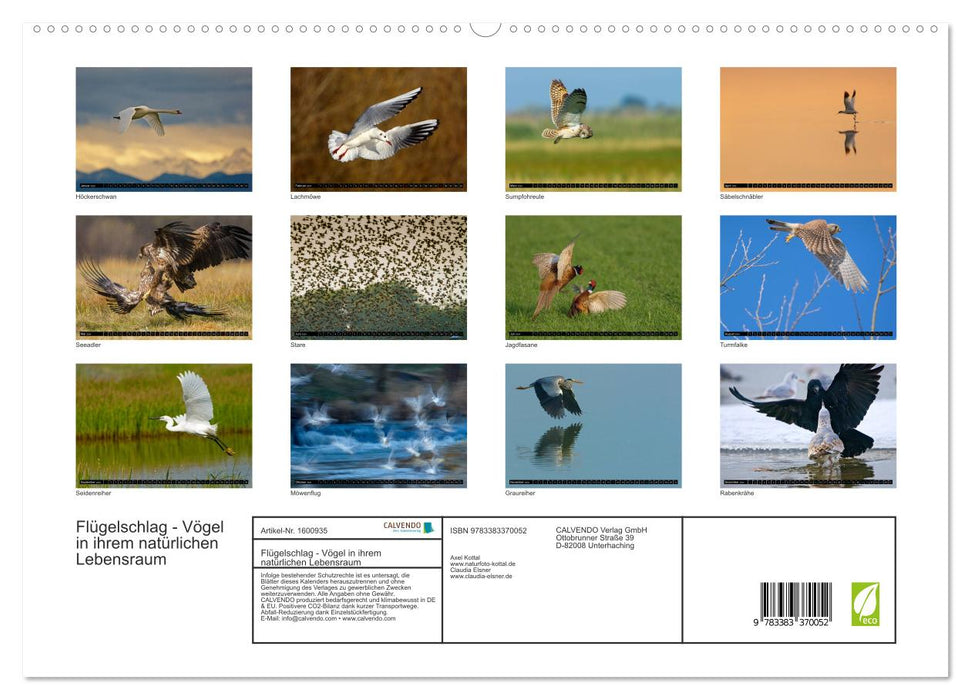 Wings flapping - birds in their natural habitat (CALVENDO Premium Wall Calendar 2024) 