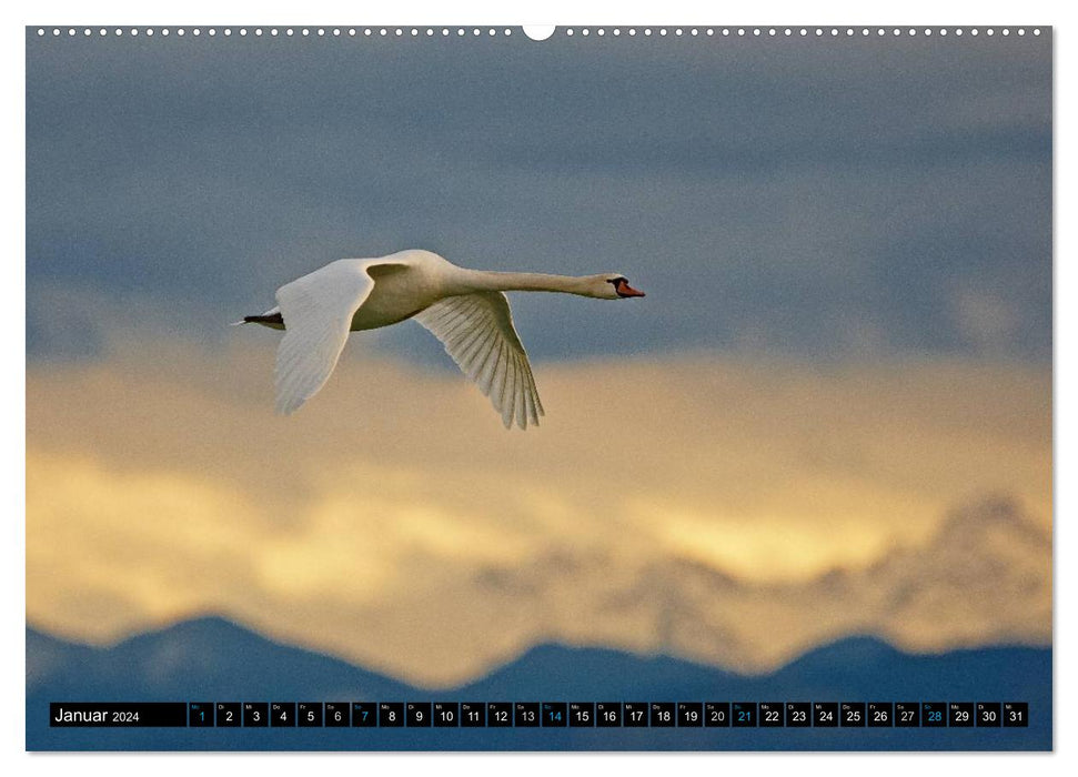 Wings flapping - birds in their natural habitat (CALVENDO Premium Wall Calendar 2024) 