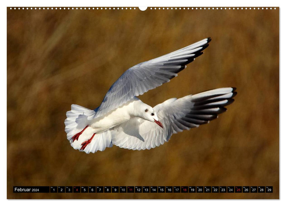 Wings flapping - birds in their natural habitat (CALVENDO Premium Wall Calendar 2024) 