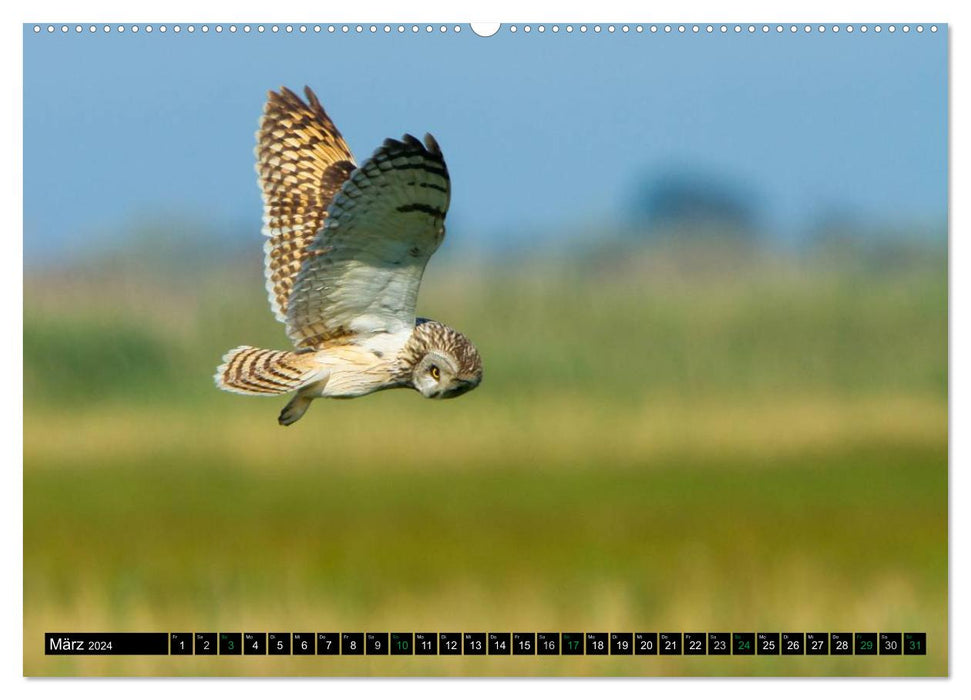 Wings flapping - birds in their natural habitat (CALVENDO Premium Wall Calendar 2024) 