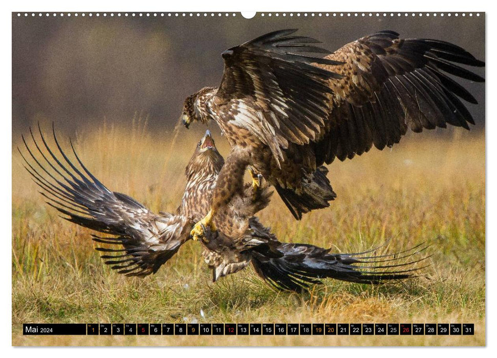 Flügelschlag - Vögel in ihrem natürlichen Lebensraum (CALVENDO Premium Wandkalender 2024)