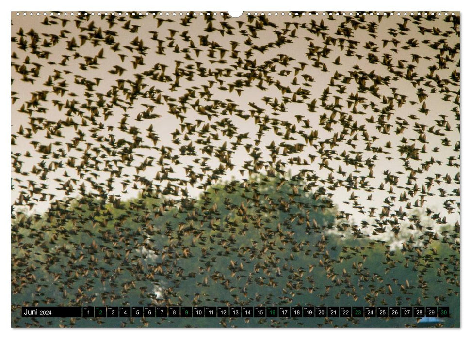 Flügelschlag - Vögel in ihrem natürlichen Lebensraum (CALVENDO Premium Wandkalender 2024)