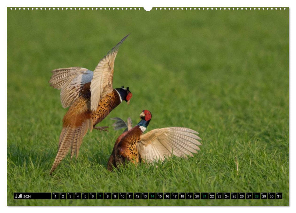 Flügelschlag - Vögel in ihrem natürlichen Lebensraum (CALVENDO Premium Wandkalender 2024)