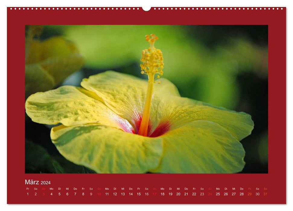 Aloha Blütenzauber aus Hawaii (CALVENDO Wandkalender 2024)