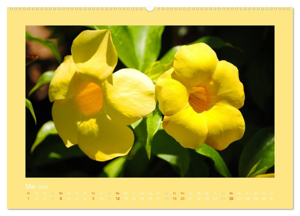 Aloha Blütenzauber aus Hawaii (CALVENDO Wandkalender 2024)