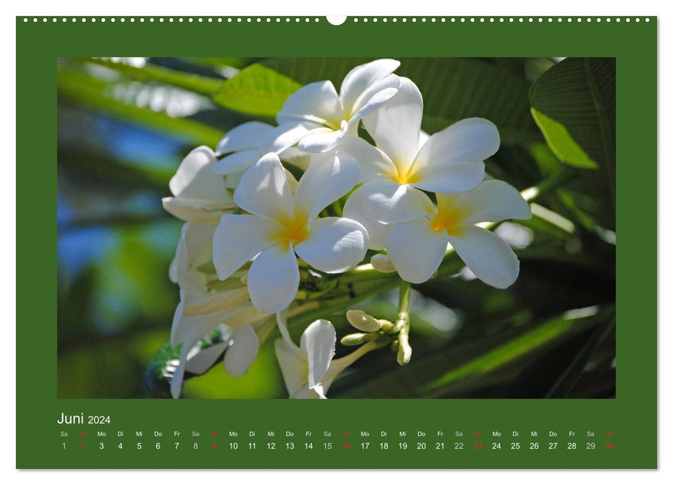 Magie des fleurs Aloha d'Hawaï (calendrier mural CALVENDO 2024) 