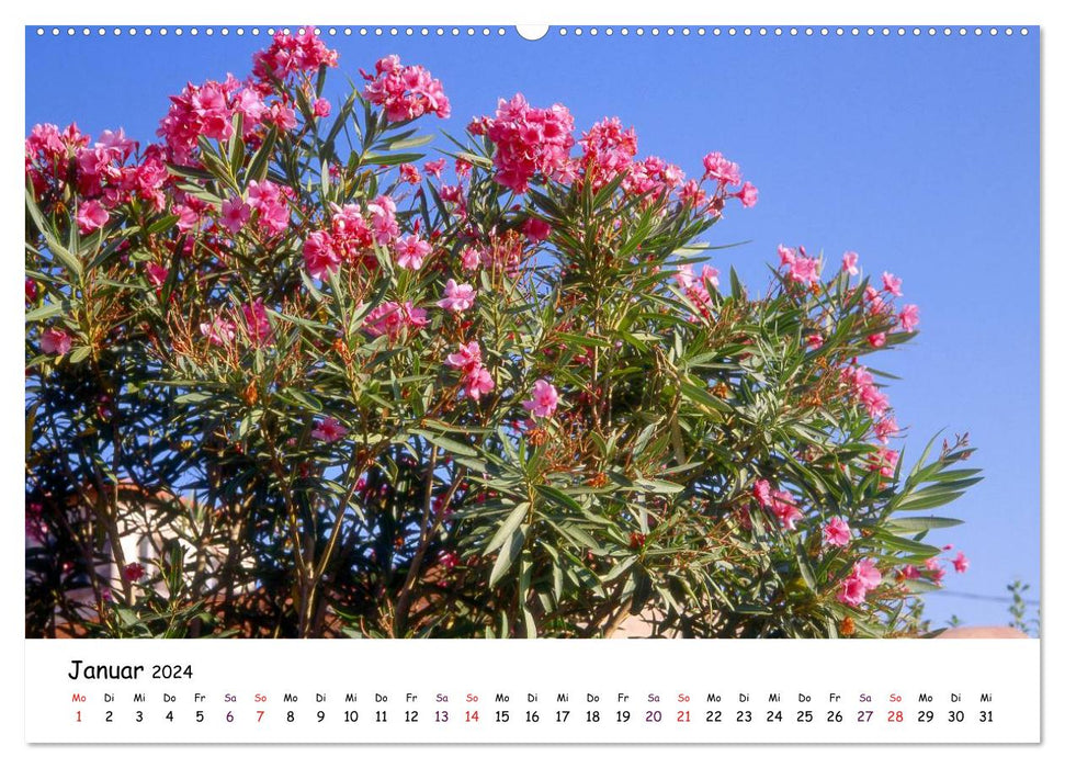Flowering time of trees and bushes (CALVENDO wall calendar 2024) 