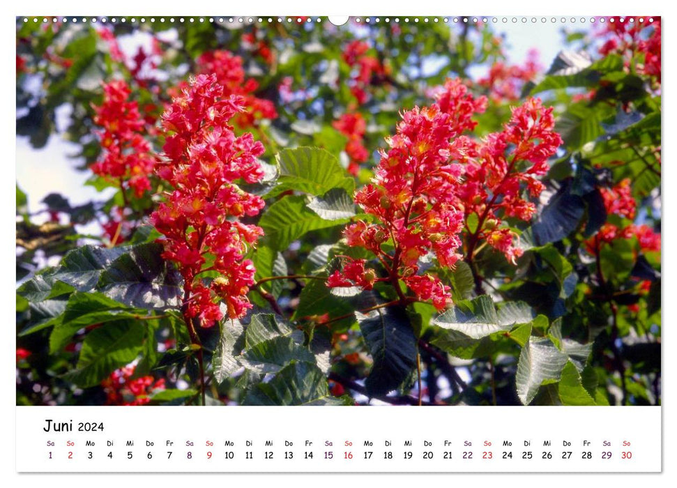 Blütezeit der Bäume und Sträucher (CALVENDO Wandkalender 2024)