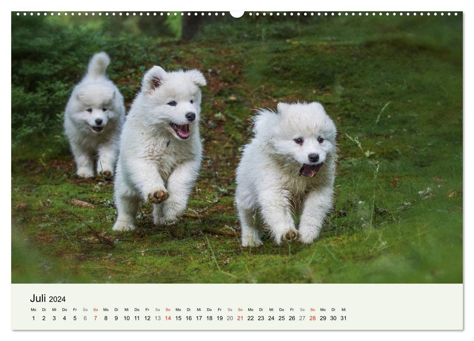 Little Samoyeds - Polar Bear Adventures in the Fairytale Forest (CALVENDO Premium Wall Calendar 2024) 