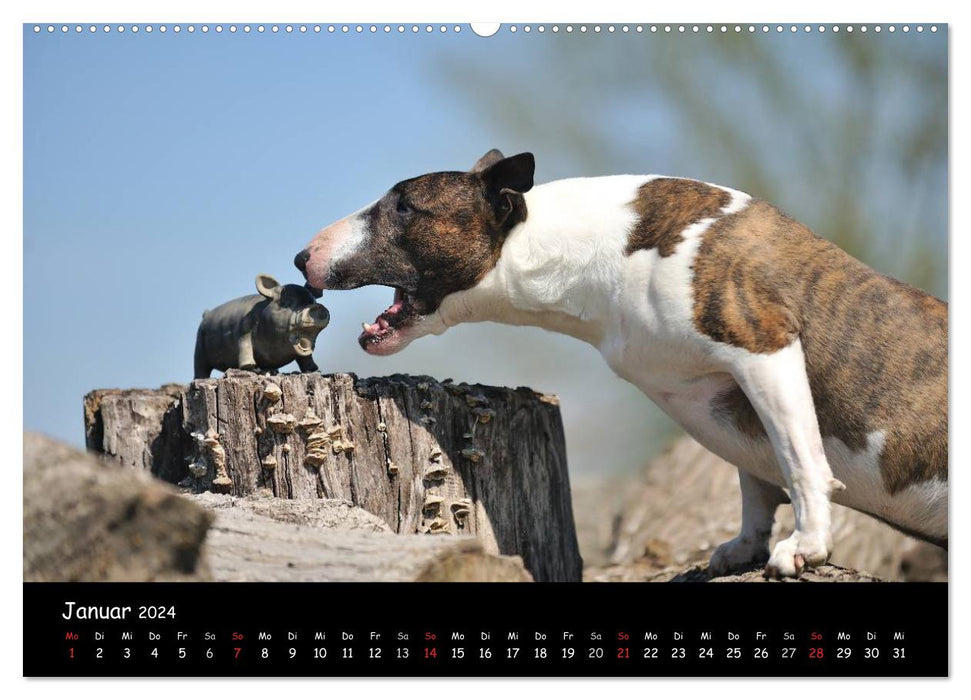 Bull Terrier? What else! (CALVENDO Premium Wall Calendar 2024) 