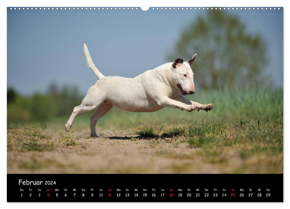Bull Terrier? What else! (CALVENDO Premium Wall Calendar 2024) 