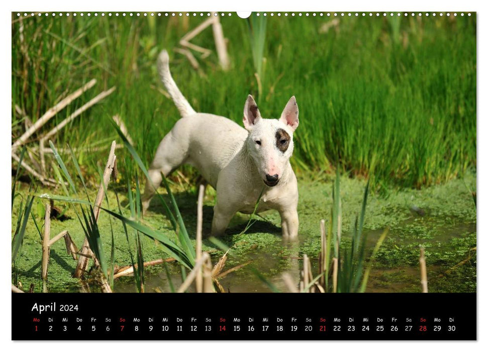 Bull Terrier? What else! (CALVENDO Premium Wall Calendar 2024) 