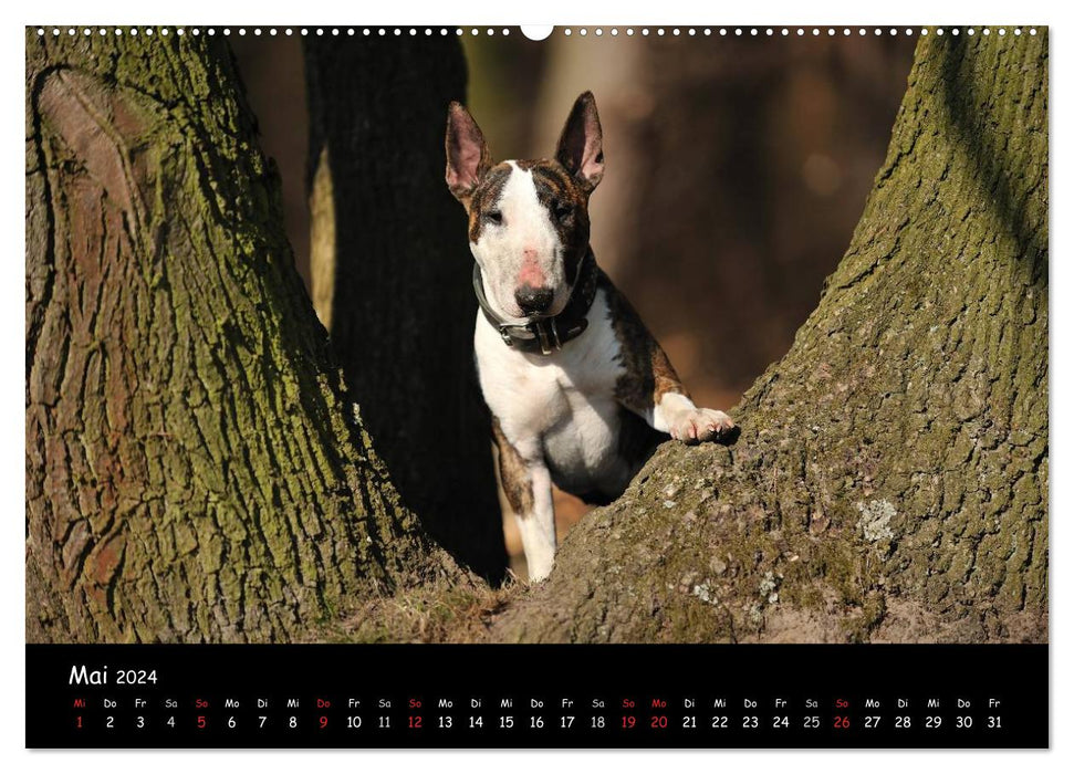 Bull Terrier? What else! (CALVENDO Premium Wall Calendar 2024) 