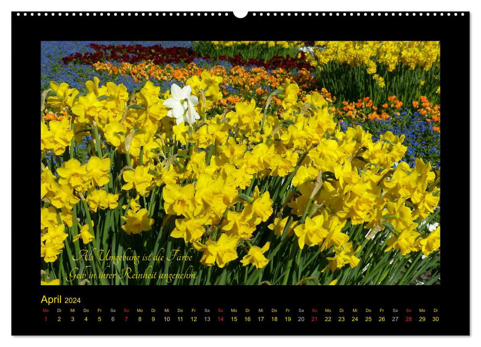 Goethe's Yellow Thoughts on Color (CALVENDO Premium Wall Calendar 2024) 