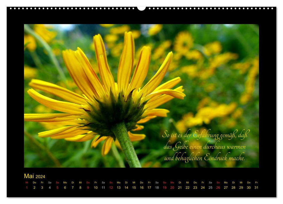 Goethe's Yellow Thoughts on Color (CALVENDO Premium Wall Calendar 2024) 