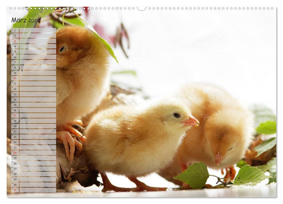 Animals from the chick world (CALVENDO Premium Wall Calendar 2024) 
